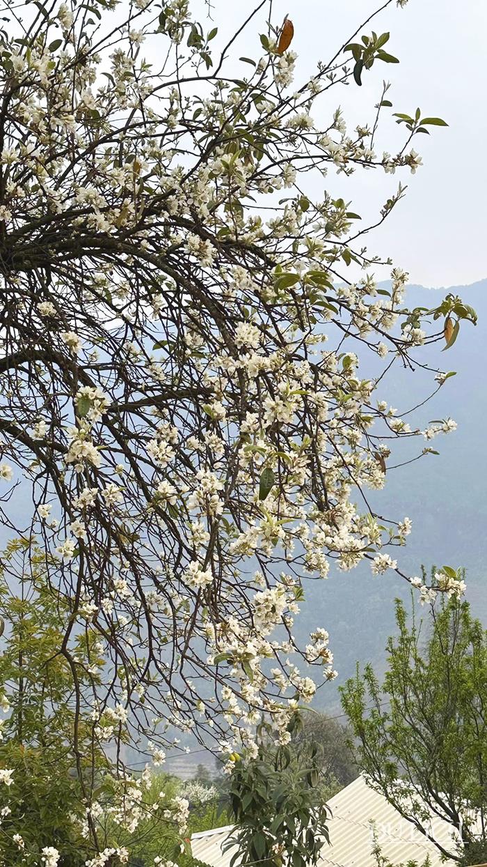 Từ khoảng giữa tháng 3 đến đầu tháng 4 là thời điểm hoa Sơn tra bung nở trắng núi rừng với vẻ đẹp tinh khiết, say đắm lòng người…